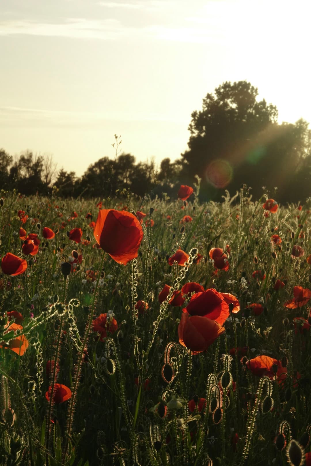 Klaprozen glanzen gouden in het avondlicht bij zonsondergang