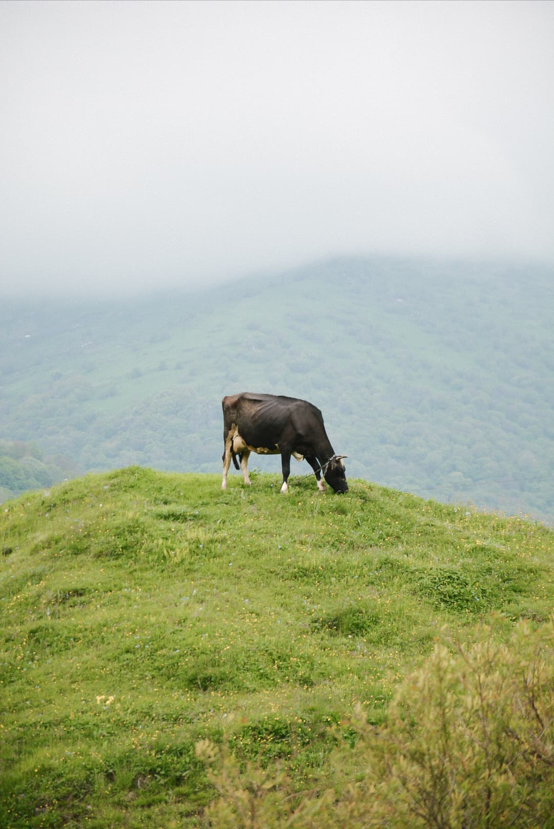 Koe graast in de mist op een groene berghelling in Georgië